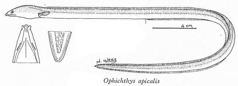 Image of Ophichthus