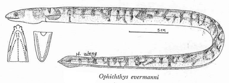 Image of Evermann&#39;s snake eel