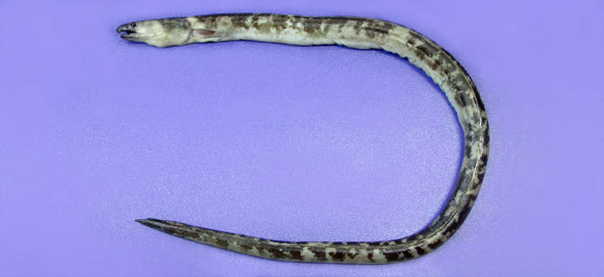 Image of Evermann&#39;s snake eel