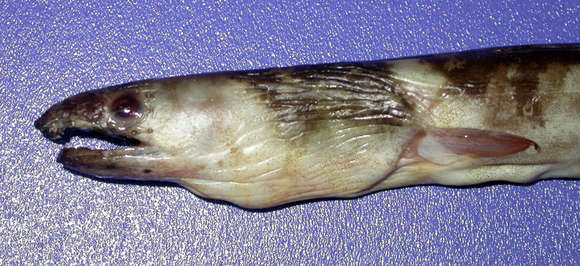 Image of Evermann&#39;s snake eel