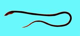 Image of Bigfin snake eel