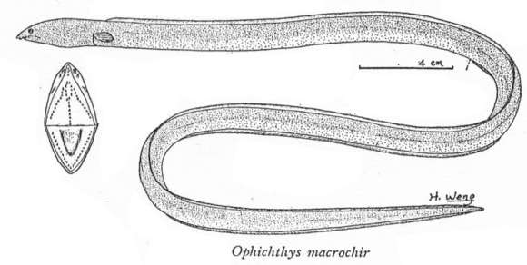 Image of Bigfin snake eel