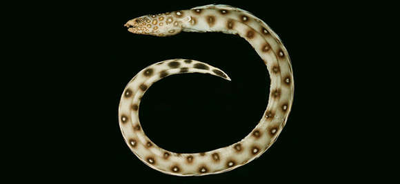 Image of Large-spotted snake eel