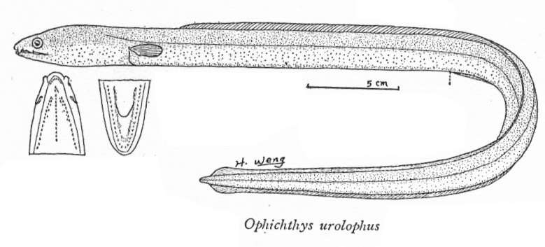 Image of Manetail snake eel