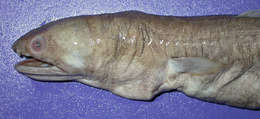 Image of Manetail snake eel