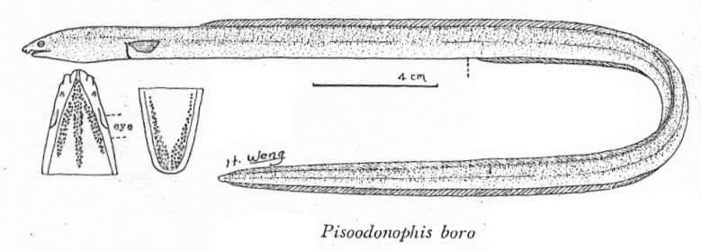 Слика од Pisodonophis