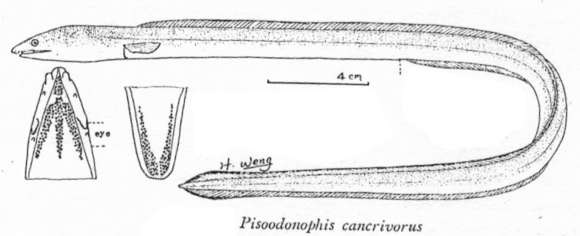 Image of Pisodonophis