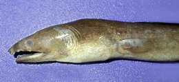 Image of Pisodonophis