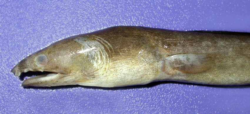 Image of Pisodonophis