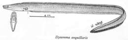 Image of cutthroat eels