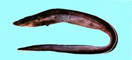 Image of cutthroat eels