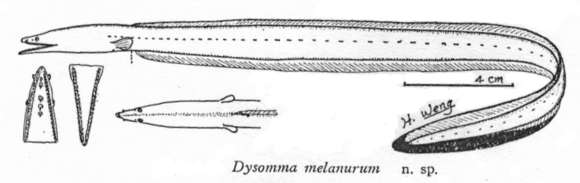 Image of Dysomma