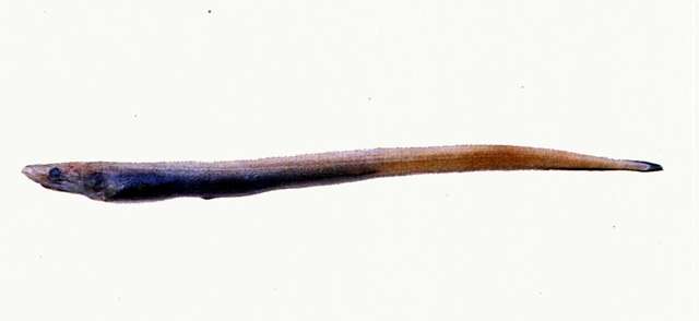 Image of Synaphobranchus