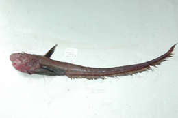 Image of Ateleopus