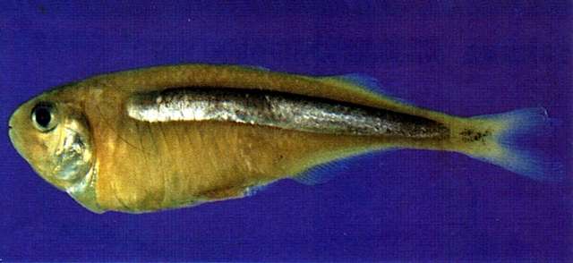 Image of Isonidae