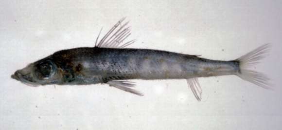 Sivun Chlorophthalmus kuva