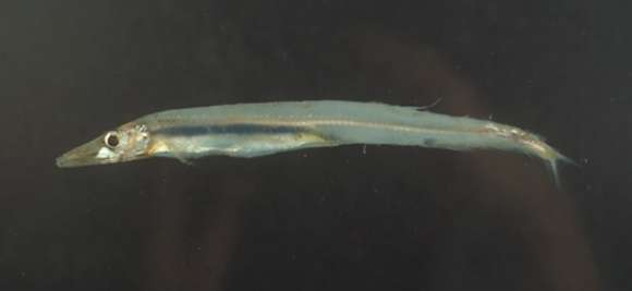 Image of Lestrolepis Harry 1953