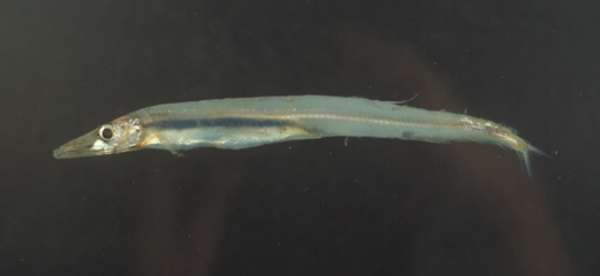 Image of Lestidiidae