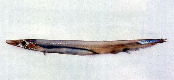 Image de Lestrolepis Harry 1953