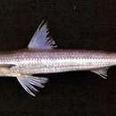 Image of Slender lizardfish