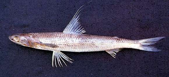 Image of Filamentosus saury