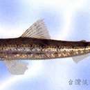 Image of clouded lizardfish
