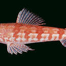 Image of Arrowtooth lizardfish