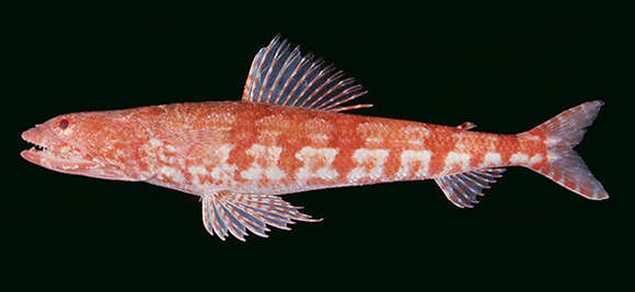 Image of Arrowtooth lizardfish