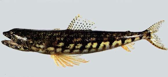 Image of Lighthouse lizardfish