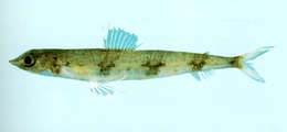 Image of Triplecross lizardfish