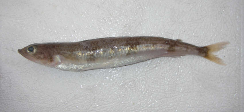 Image of Triplecross lizardfish