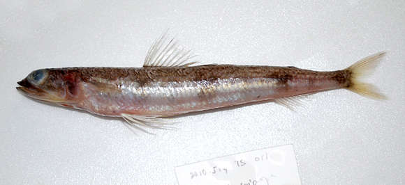 Image of Triplecross lizardfish