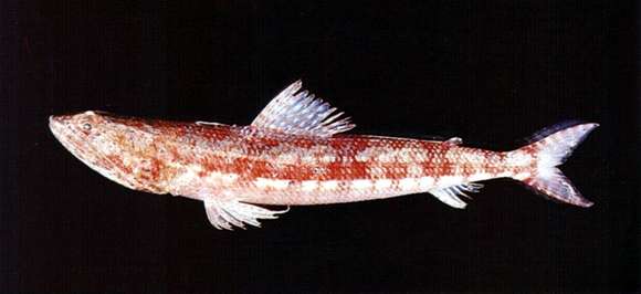 Image of Lizardfish