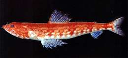 Image of Red lizard fish