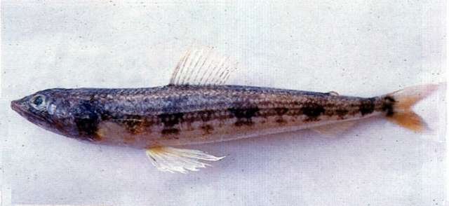 Image of lizardfish