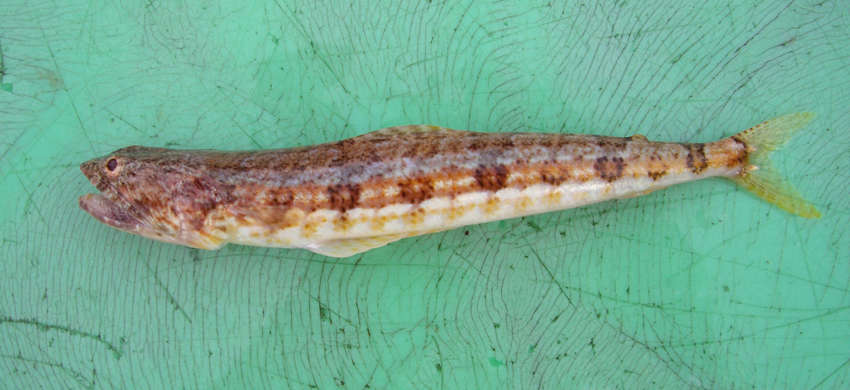 Image of lizardfish