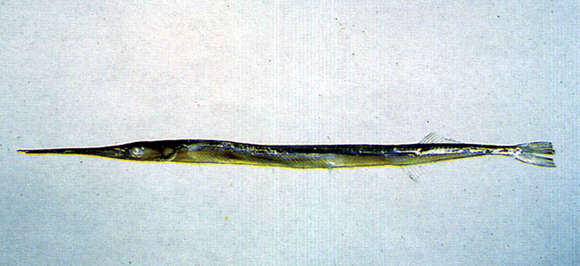 Image of Strongylura