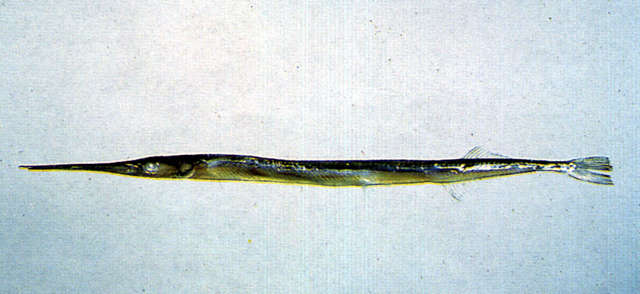 Image de Strongylura anastomella (Valenciennes 1846)