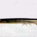 Strongylura leiura (Bleeker 1850) resmi