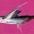 Image of Abe&#39;s flyingfish