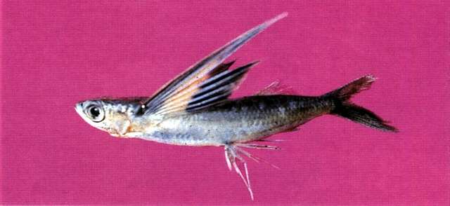 Image of Abe&#39;s flyingfish