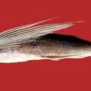 Image of Japanese flyingfish