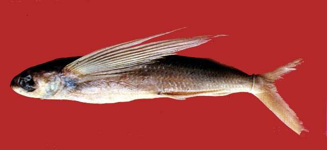 Image of Japanese flyingfish