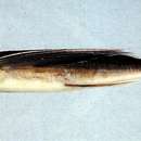 Image of Bearhead flyingfish