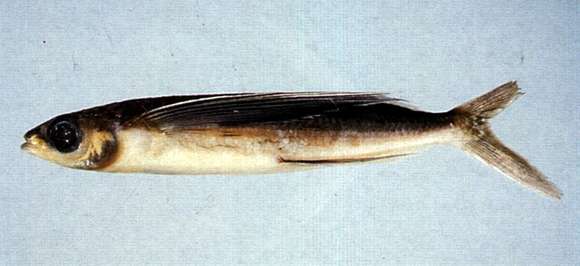 Image of Bearhead flyingfish