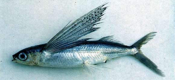 Image of Flyingfish