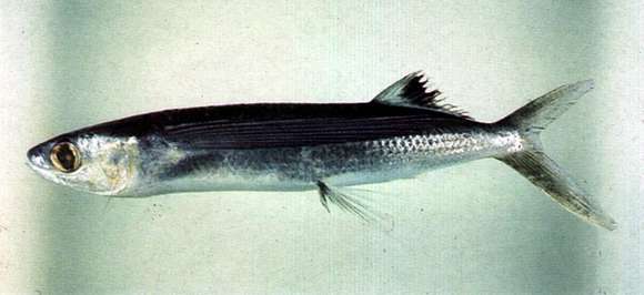 Image of Bearded flyingfish
