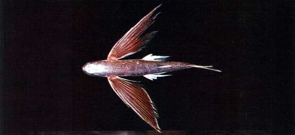 Image of Stained flyingfish