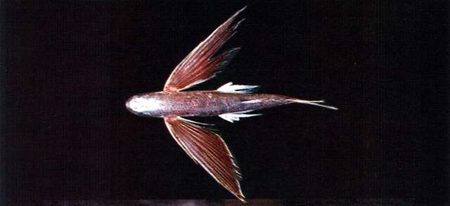 Image of Stained flyingfish