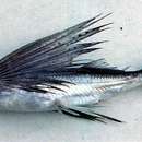 Image of Black-tipped flyingfish